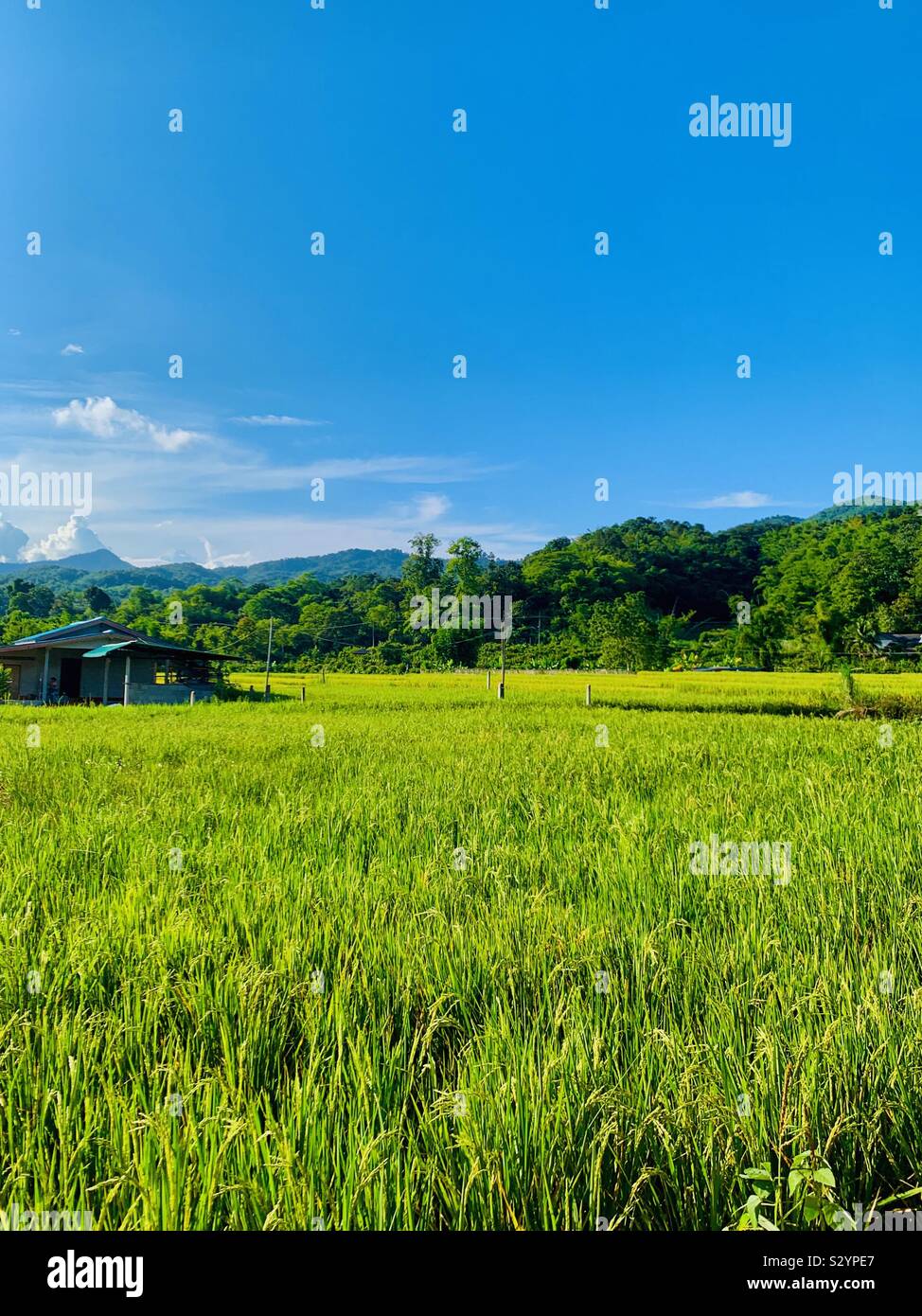 Risaie in Thailandia. - Immagine stock catturata con smartphone