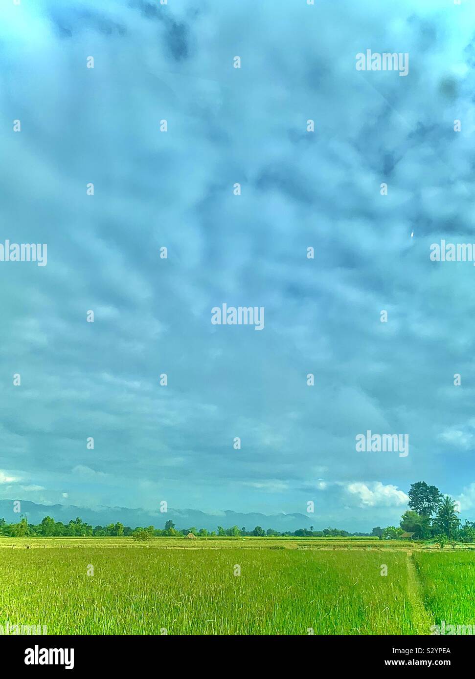 Risaie nel nord della Thailandia. - Immagine stock catturata con smartphone