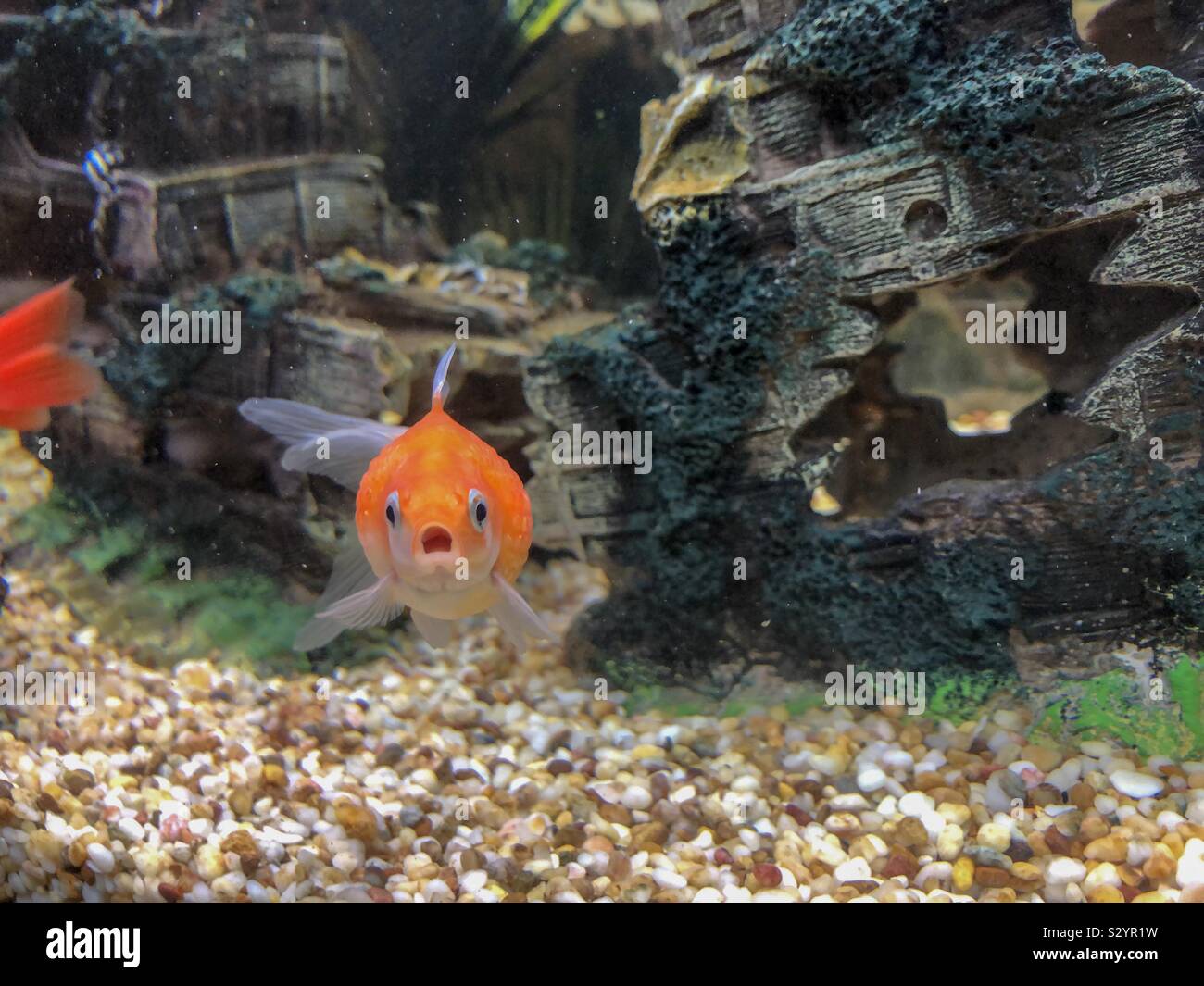 Pearlscale fancy goldfish in un acquario Foto Stock