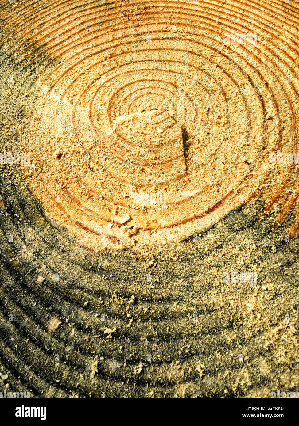 Un albero di pino è stata tagliata e gli anelli di accrescimento mostra quanto è vecchio se è possibile contare il numero di anelli concentrici. Foto Stock