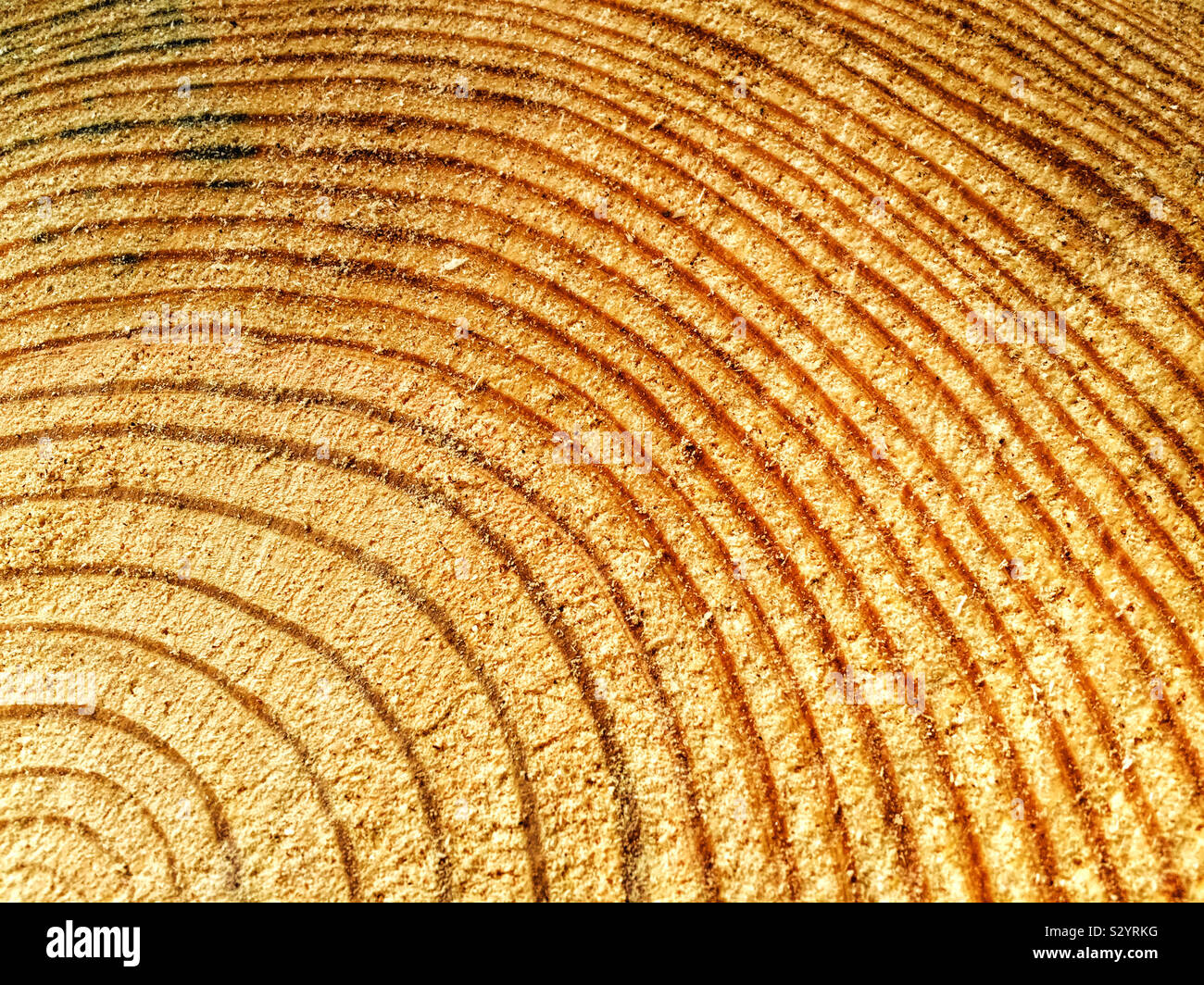 Un albero di pino è stata tagliata e gli anelli di accrescimento mostra quanto è vecchio se è possibile contare il numero di anelli concentrici. Foto Stock