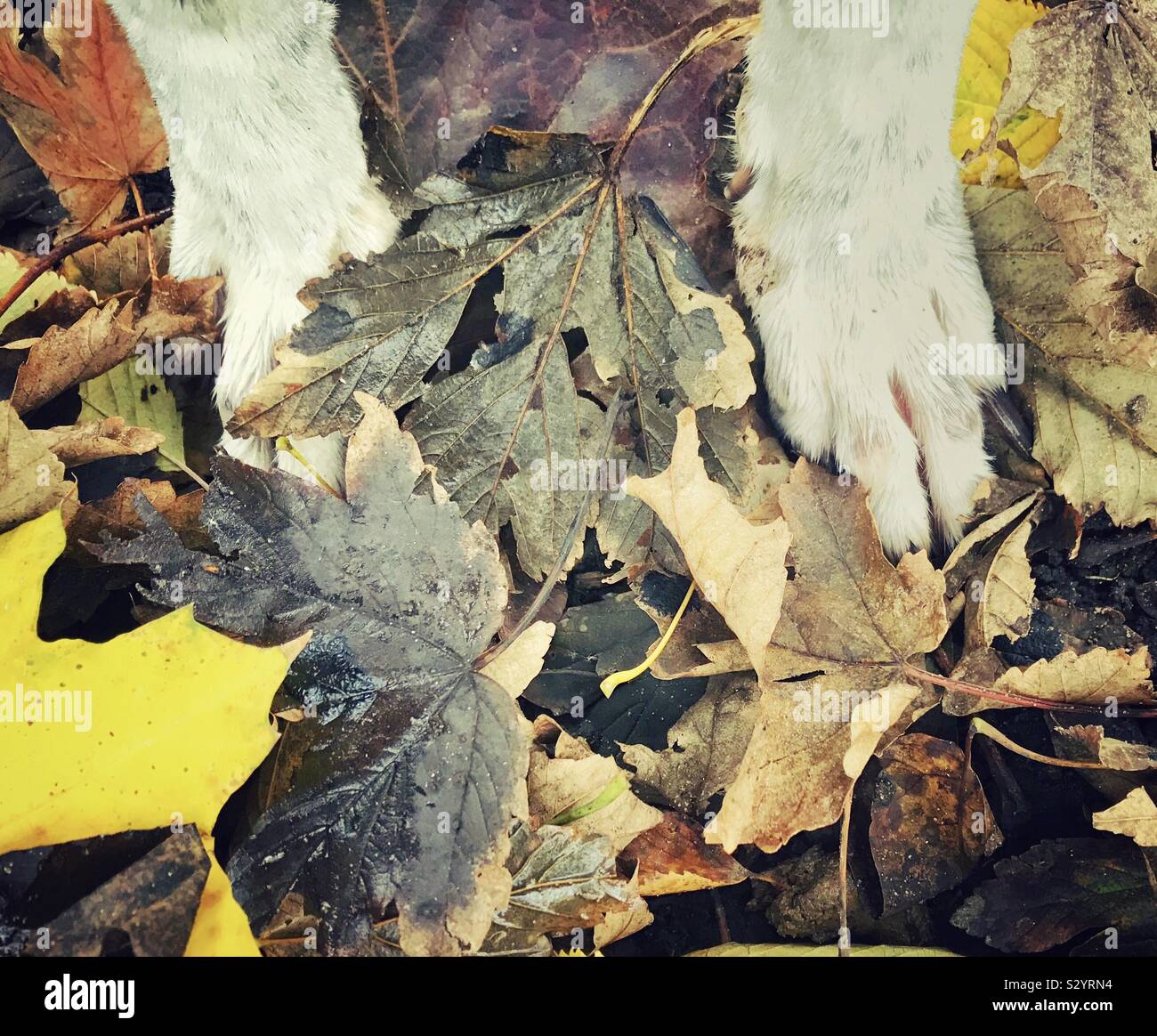 Cane Zampe tra caduta foglie Foto Stock