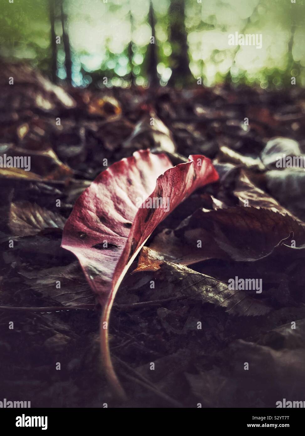 Foglia Rossa caduti al suolo della foresta in autunno - Immagine stock catturata con smartphone