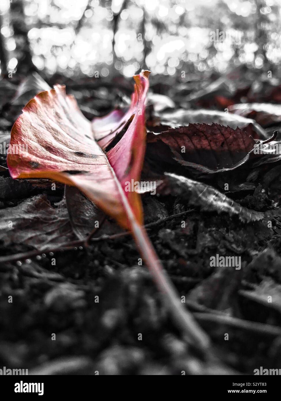 Foglia Rossa caduti al suolo della foresta in autunno - Immagine stock catturata con smartphone