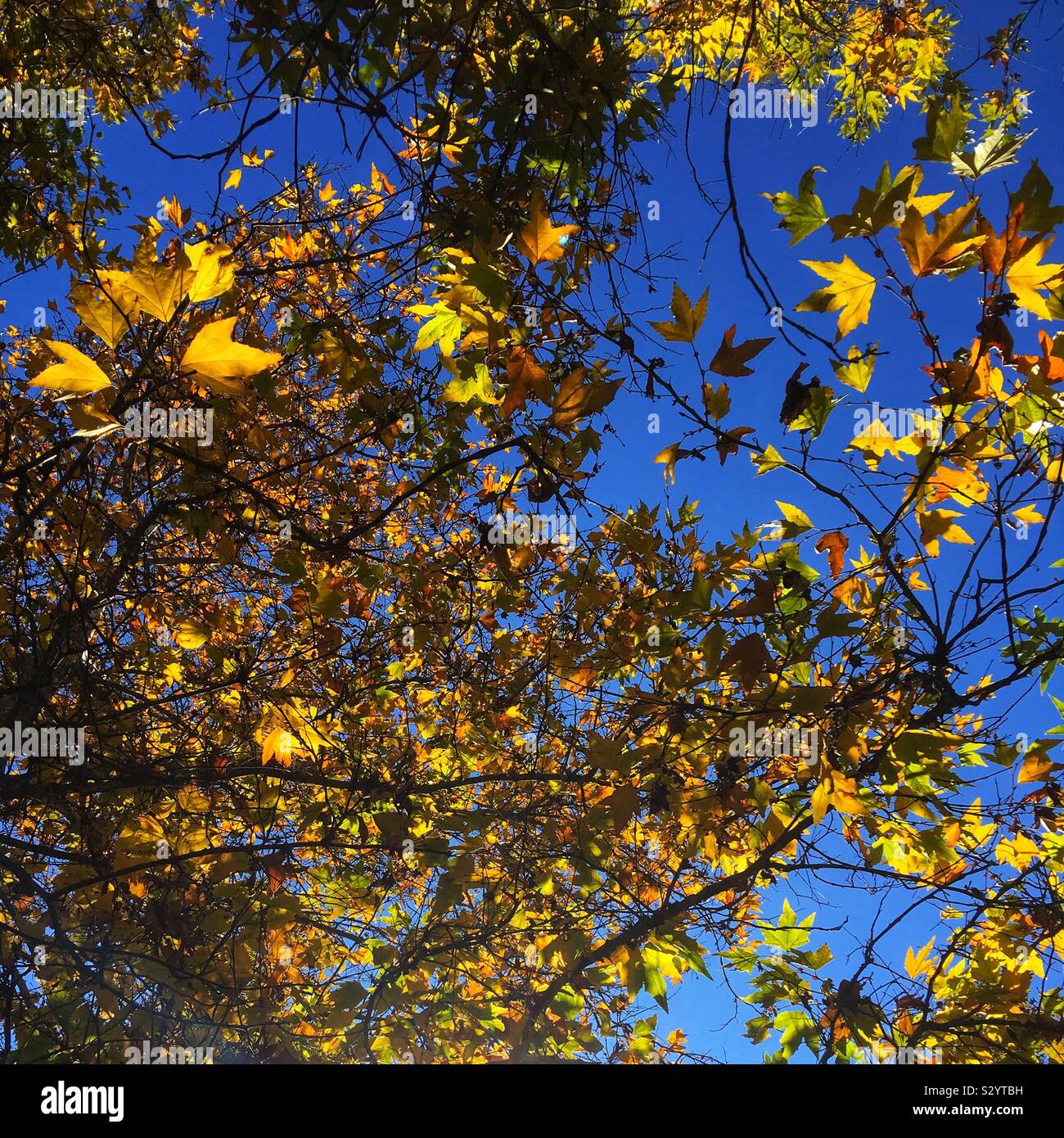 Le foglie cadono su alberi di sicomoro in rovere Glen, California di San Bernardino County Foto Stock