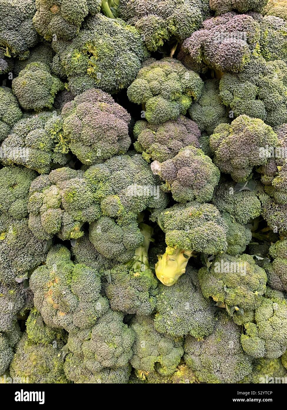 Molti mature e broccoli verdi capi sovrapposti in un enorme pila Foto Stock