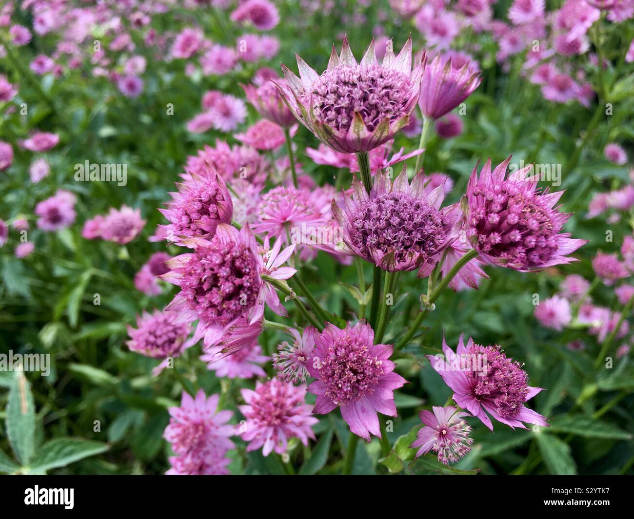 Astrantia fiori Foto Stock