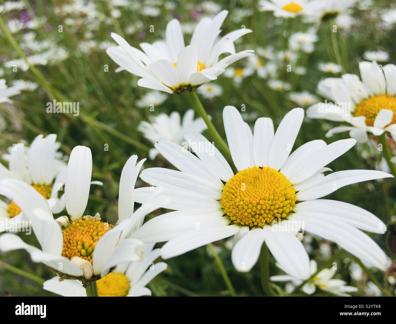 Margherita di grandi dimensioni come i fiori Foto Stock