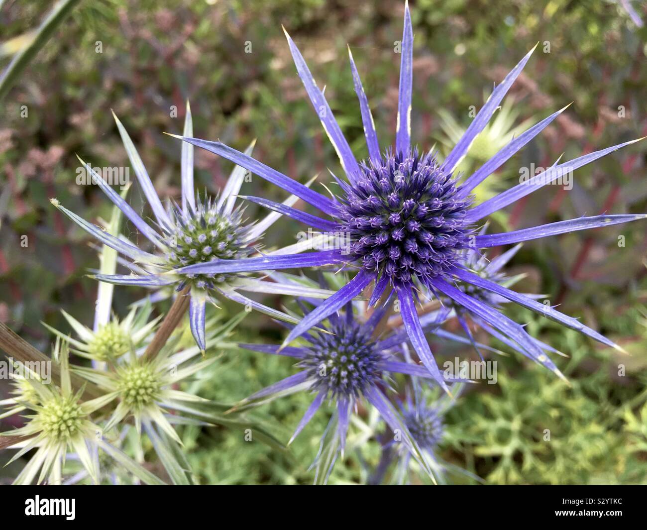 Pianta dell'agrifoglio di mare Foto Stock