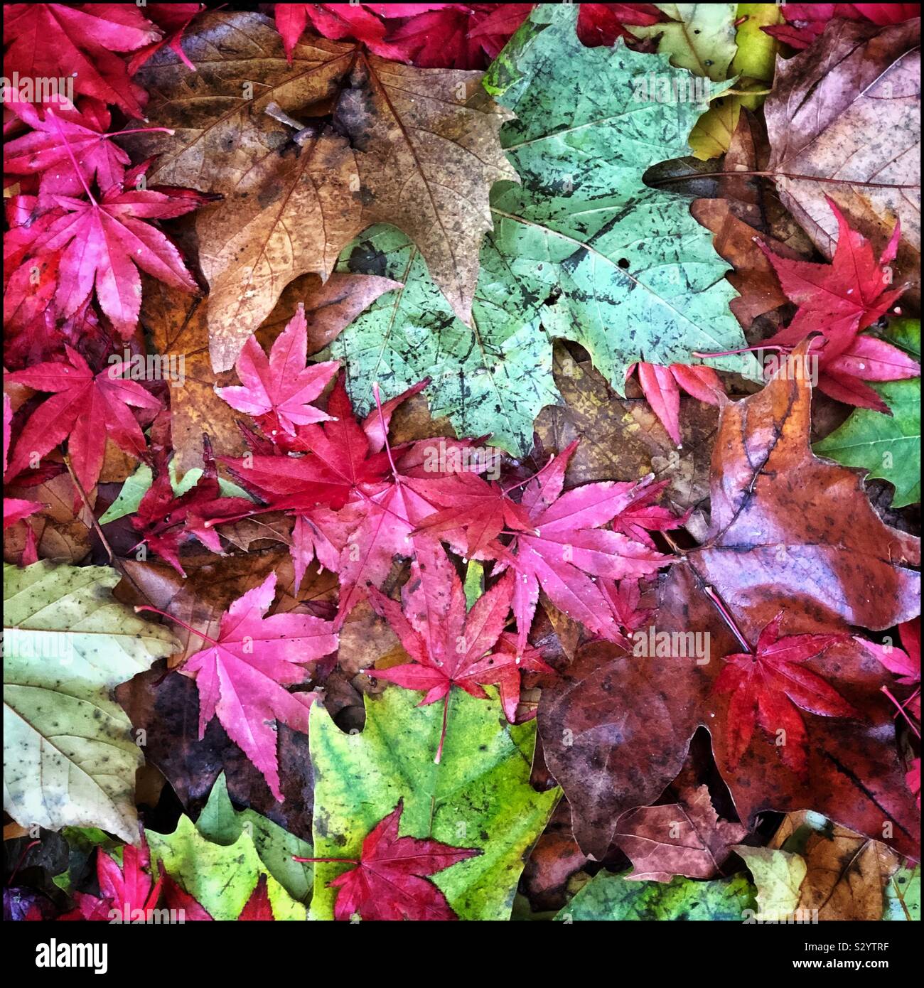 Foglie di autunno Foto Stock