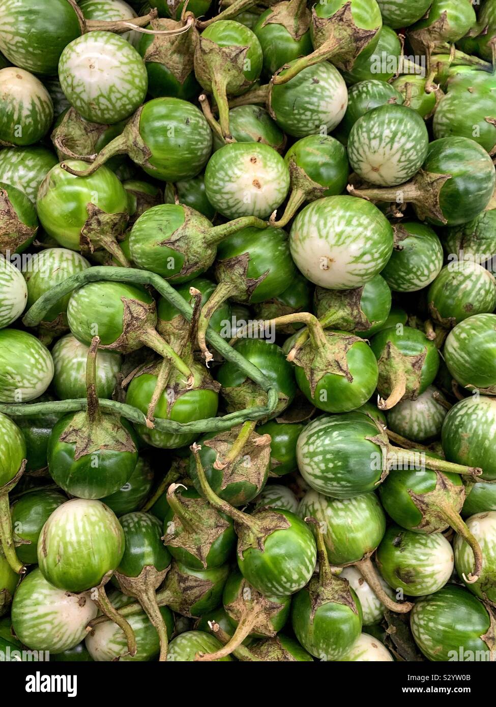 Fresco e verde melanzane tailandesi, melanzana, brinjal. Foto Stock