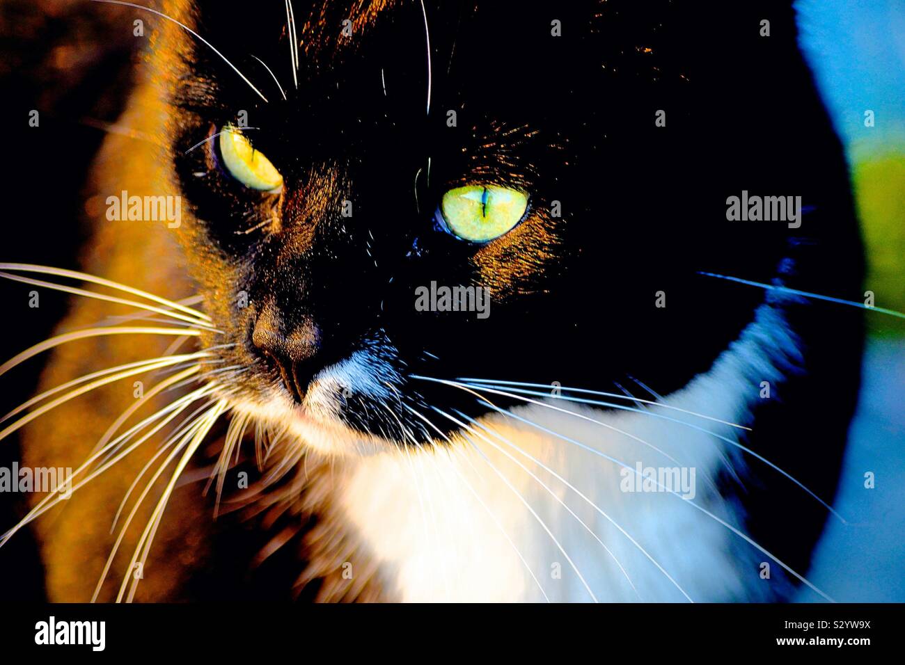 Un selfie del gatto nero Foto Stock