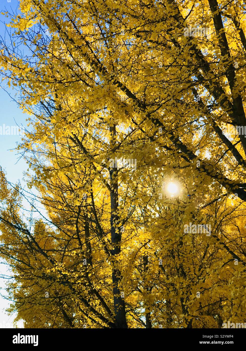 Sole che splende attraverso il golden autumn alberi - Immagine stock catturata con smartphone