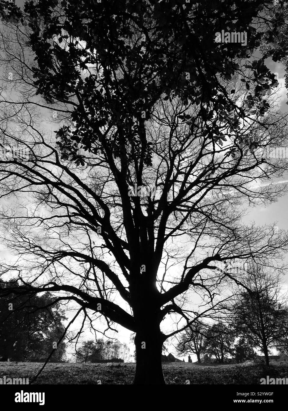 Un bel retro illuminato tree Foto Stock