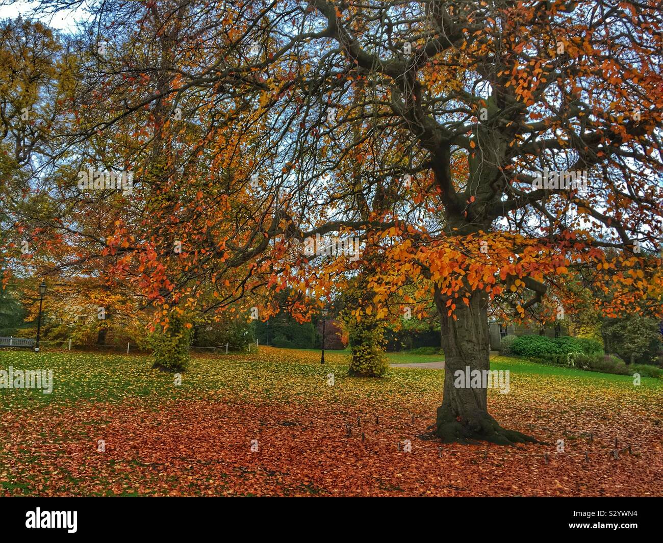 Museum Gardens in autunno York North Yorkshire Inghilterra Regno Unito Regno Unito Gran Bretagna - Immagine stock catturata con smartphone