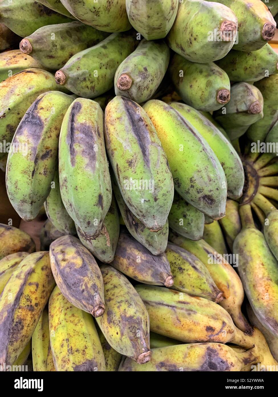 Green baby banane Foto Stock