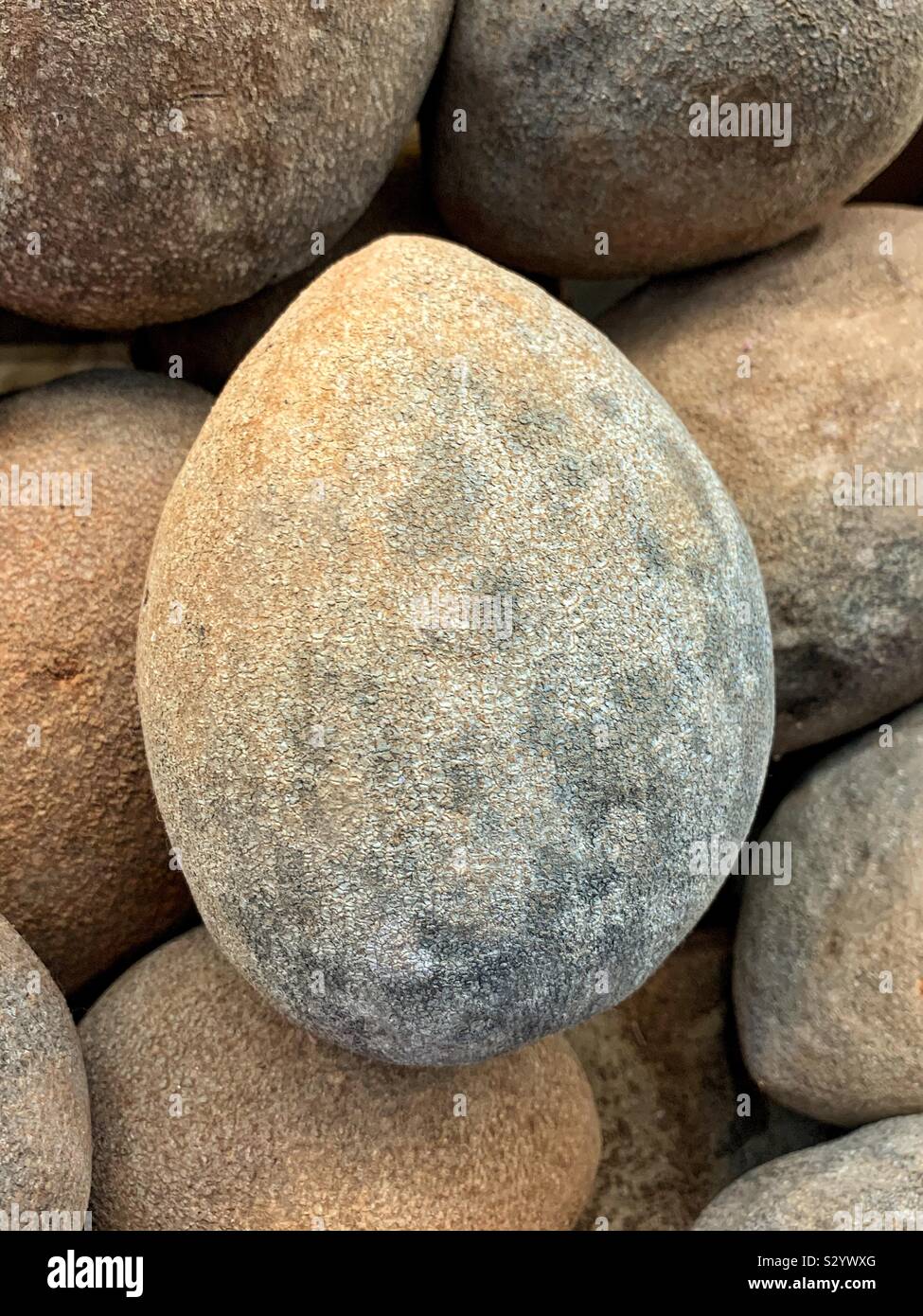 Fresche e mature Pouteria sapota, il mamey sapote, frutta mamey Foto Stock
