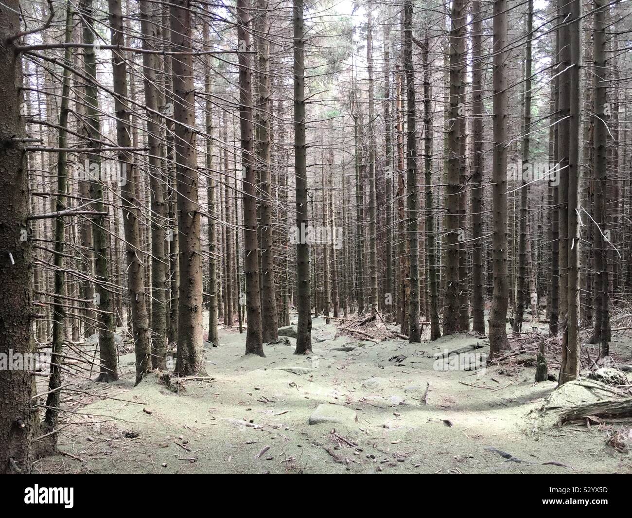 Alberi di pino e tappeto di aghi di pino in Harz in Germania Foto Stock