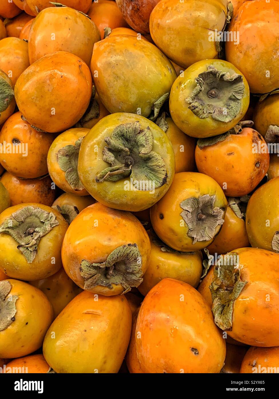 Molti perfetta maturazione arancia fresche Cachi, persimons, putchamin, pasiminan o pessamin - Immagine stock catturata con smartphone