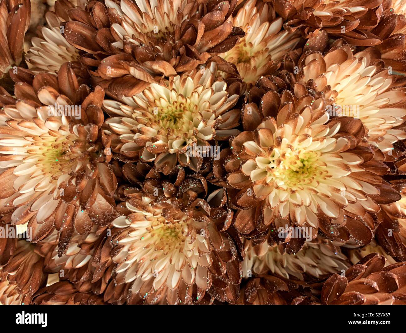 Bouquet fresco di marrone rientrano i garofani in piena fioritura. - Immagine stock catturata con smartphone