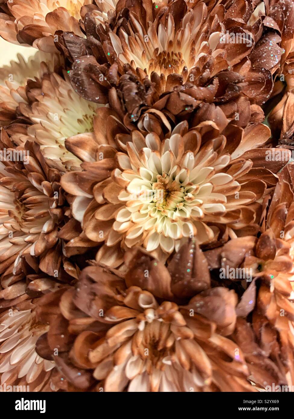 Bouquet fresco di marrone rientrano i garofani in piena fioritura. - Immagine stock catturata con smartphone