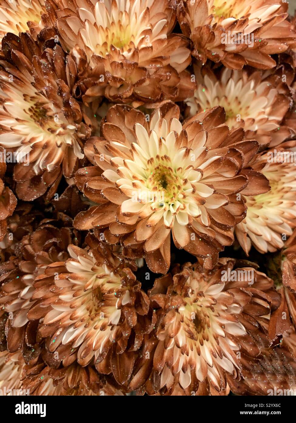 Bouquet fresco di marrone rientrano i garofani in piena fioritura. - Immagine stock catturata con smartphone