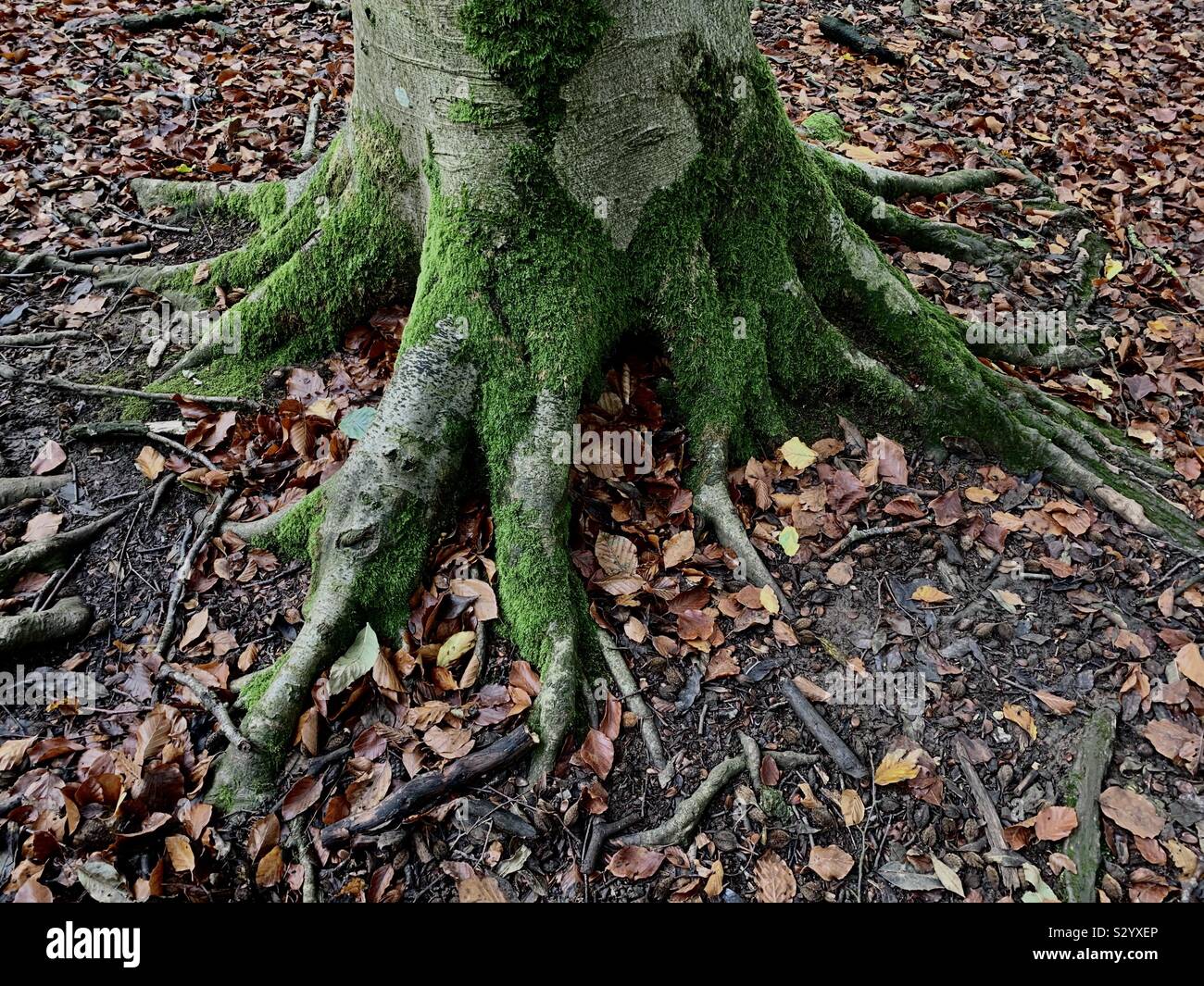 Radici di albero circondato da foglie cadute, Foto Stock