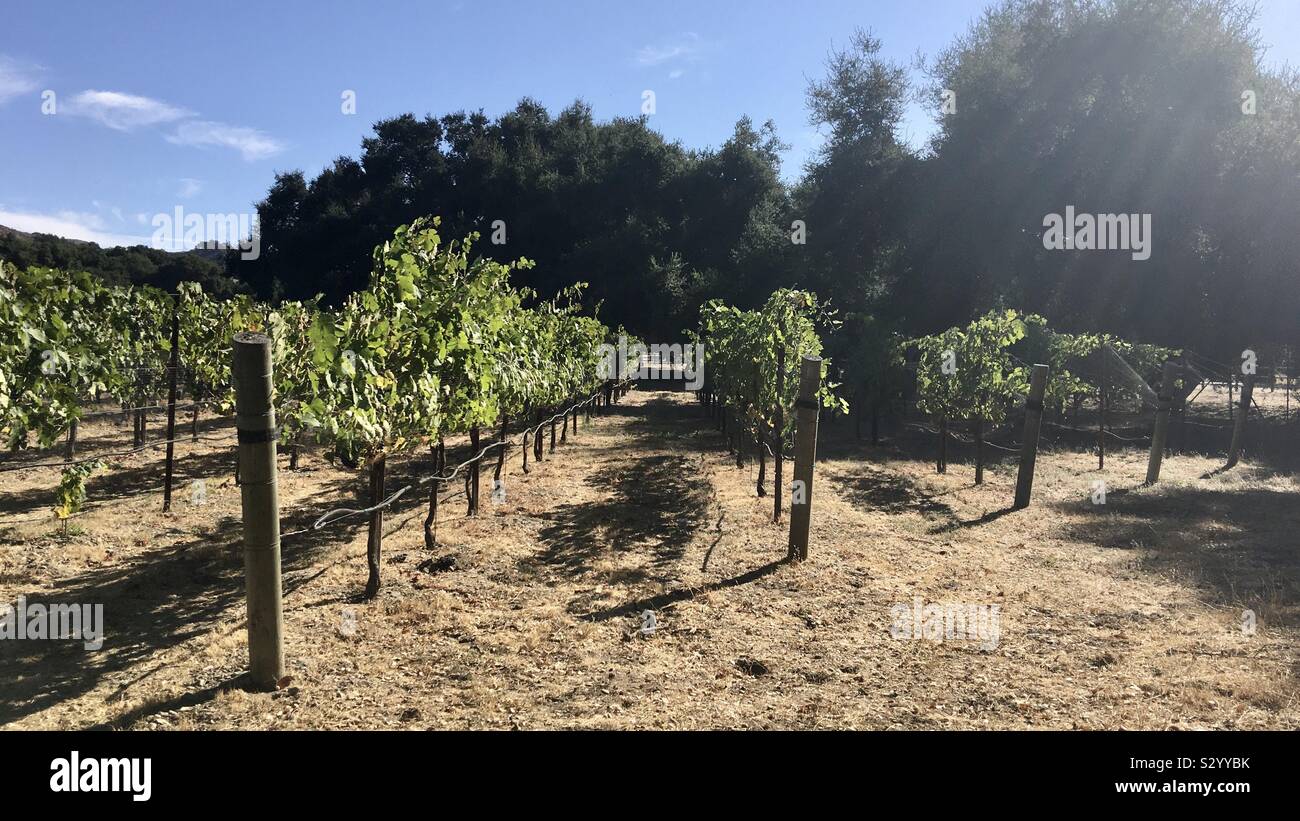 Bere, rurale, naturale, organico, mazzetto, grapevine, viola, foglia, cantina, natura, vite, fresche, cibo, uva, agricoltura, luce diurna, sole, sole, foglie, piante mature, vigneto, vino, frutta, uva Foto Stock