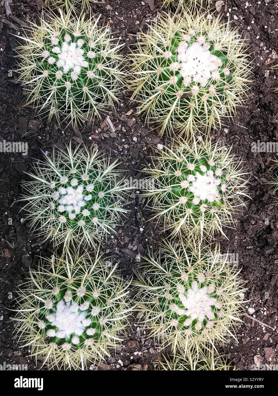 I cactus in un letto di fiori Foto Stock