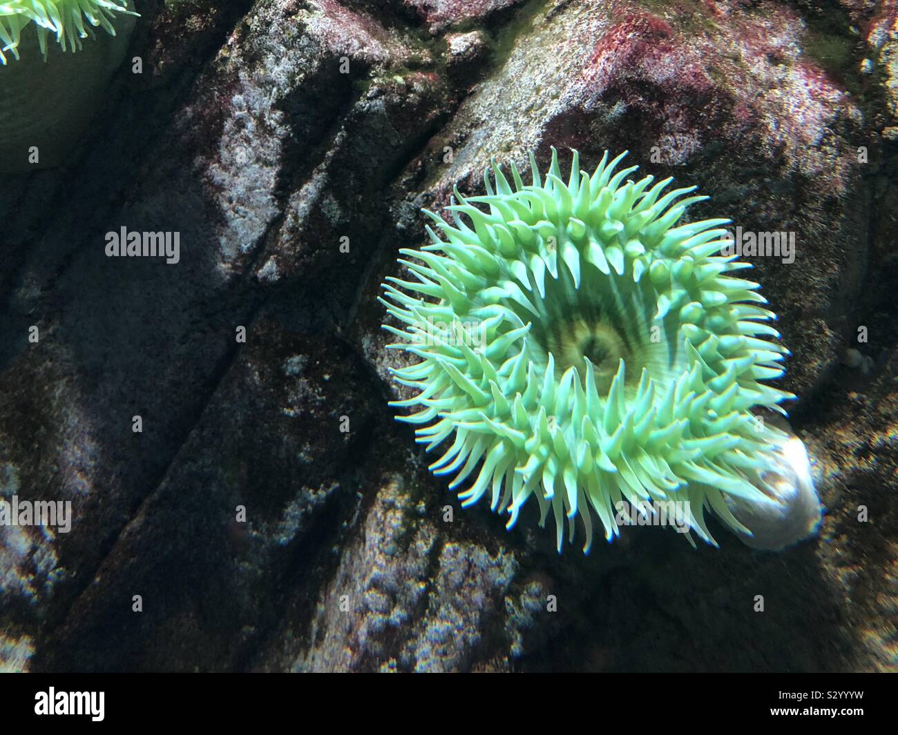 Green anemone marittimo Foto Stock