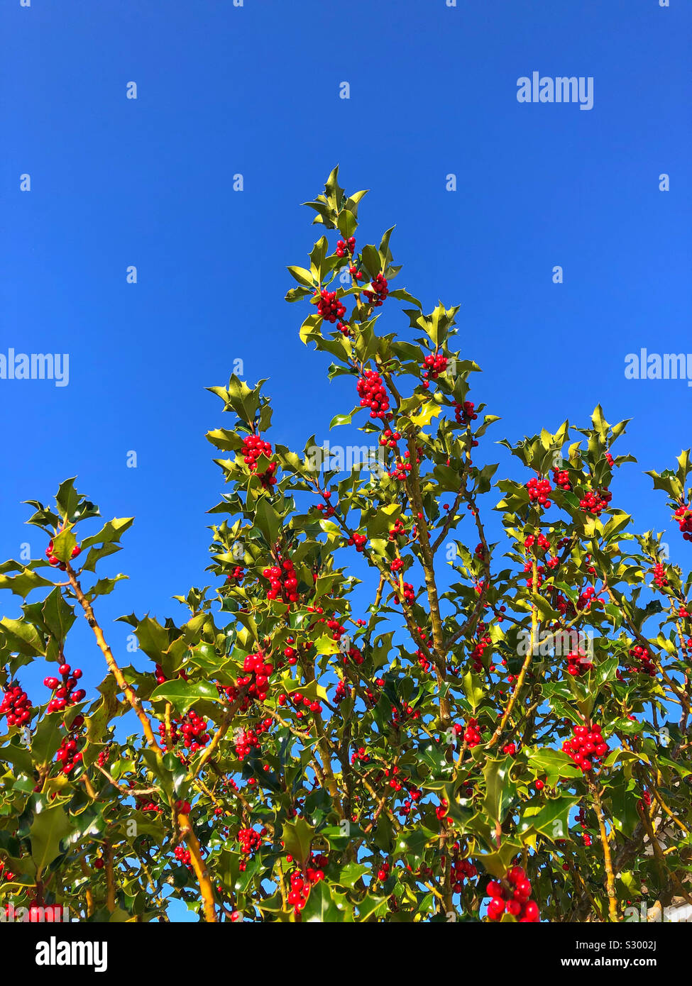 Holly bacche contro un cielo blu, Novembre. Foto Stock
