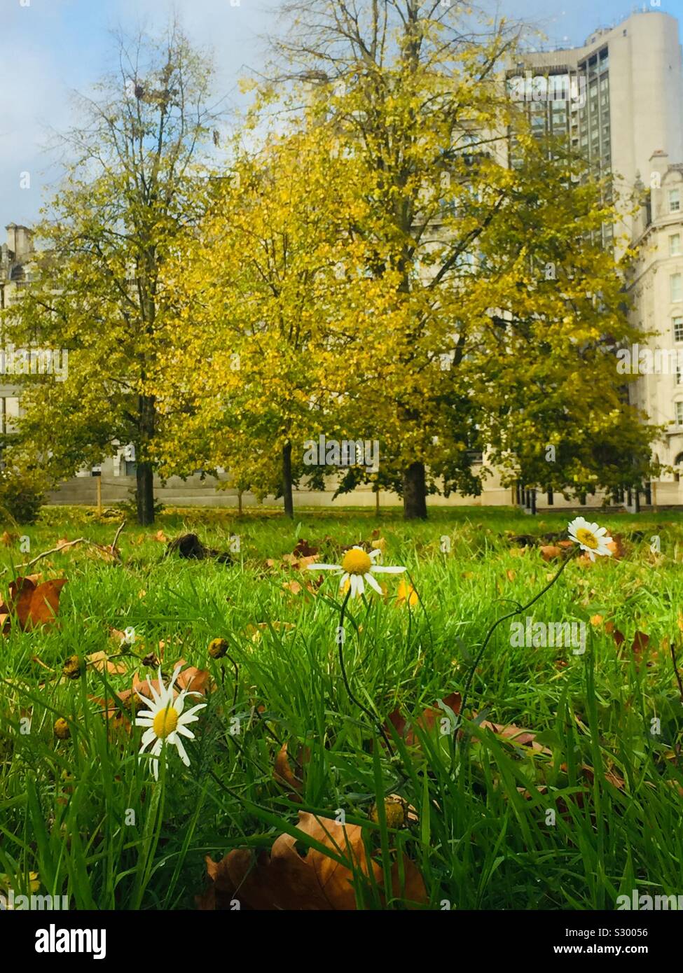 Margherite su un prato. La natura che ci circonda in centro a Londra. - Immagine stock catturata con smartphone