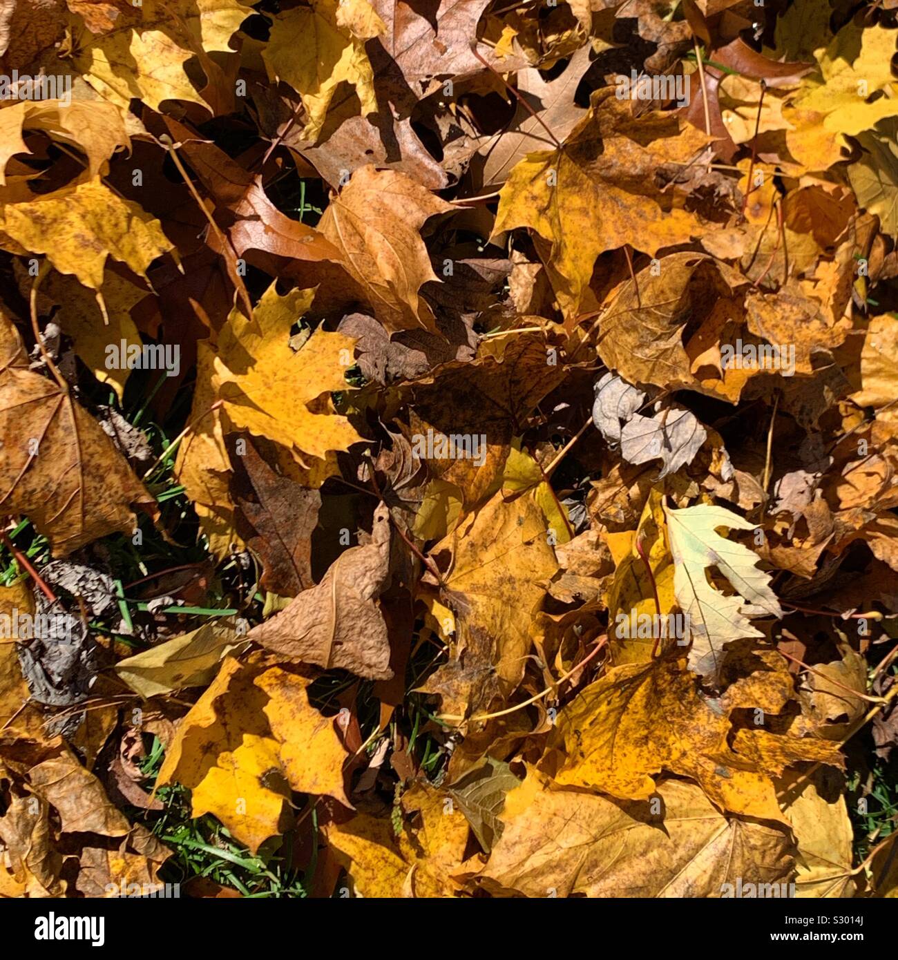 Foglie di autunno sul terreno Foto Stock