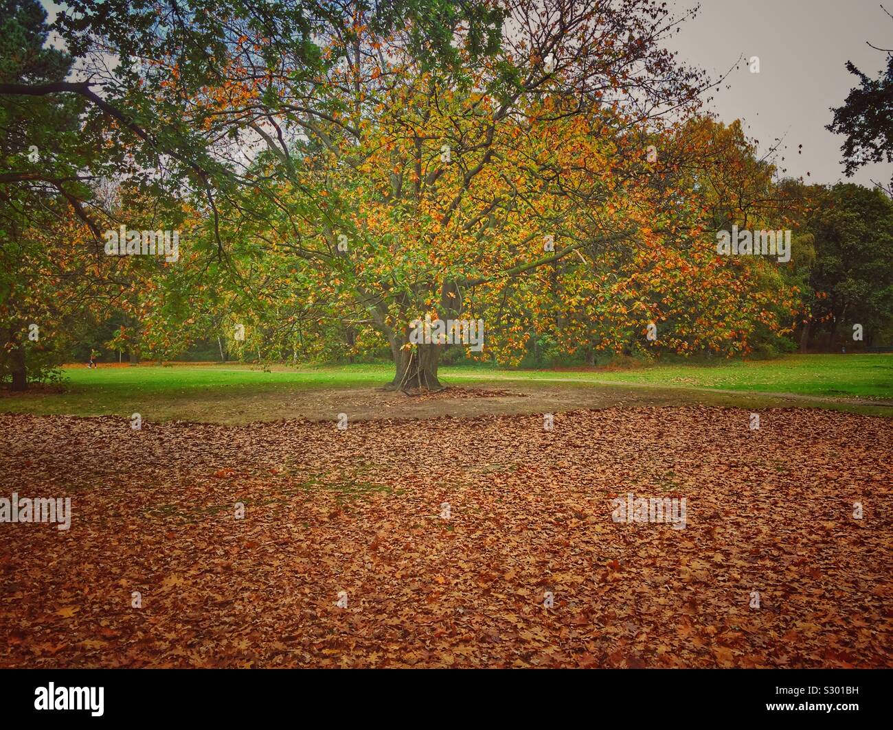 Autumn Tree Tiergarten Berlino Germania - Immagine stock catturata con smartphone