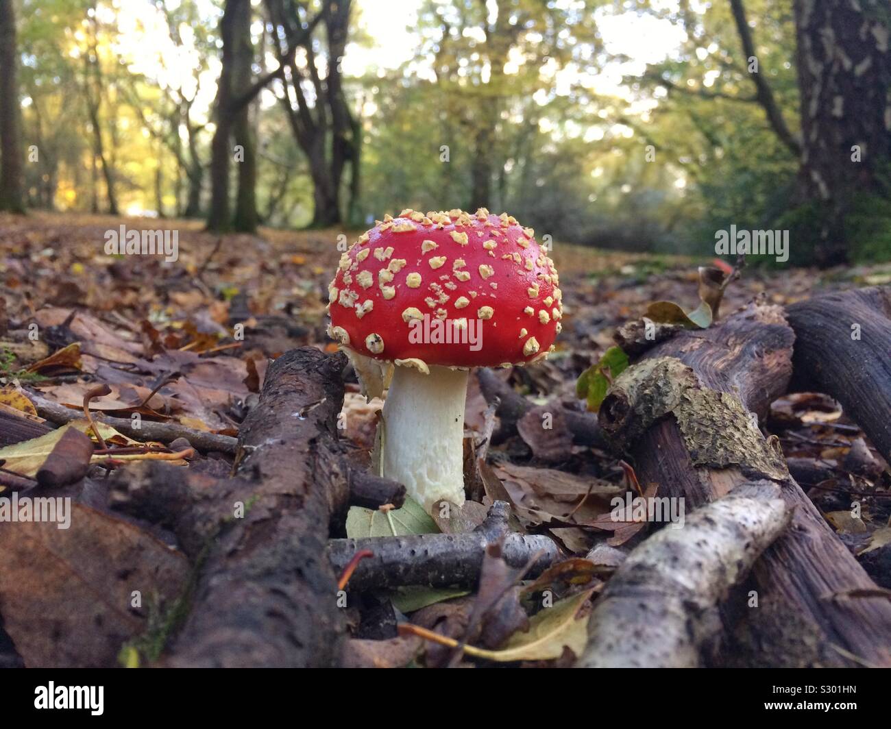 Un giovane fly agaric mushroom sul suolo della foresta Foto Stock