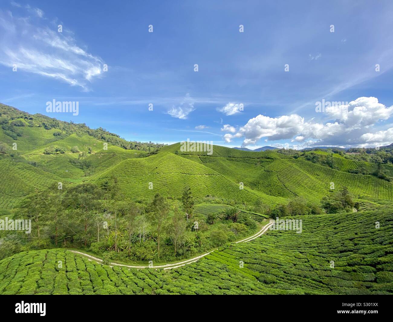 Il tè verde farm a Cameron Highland, Malaysia Foto Stock