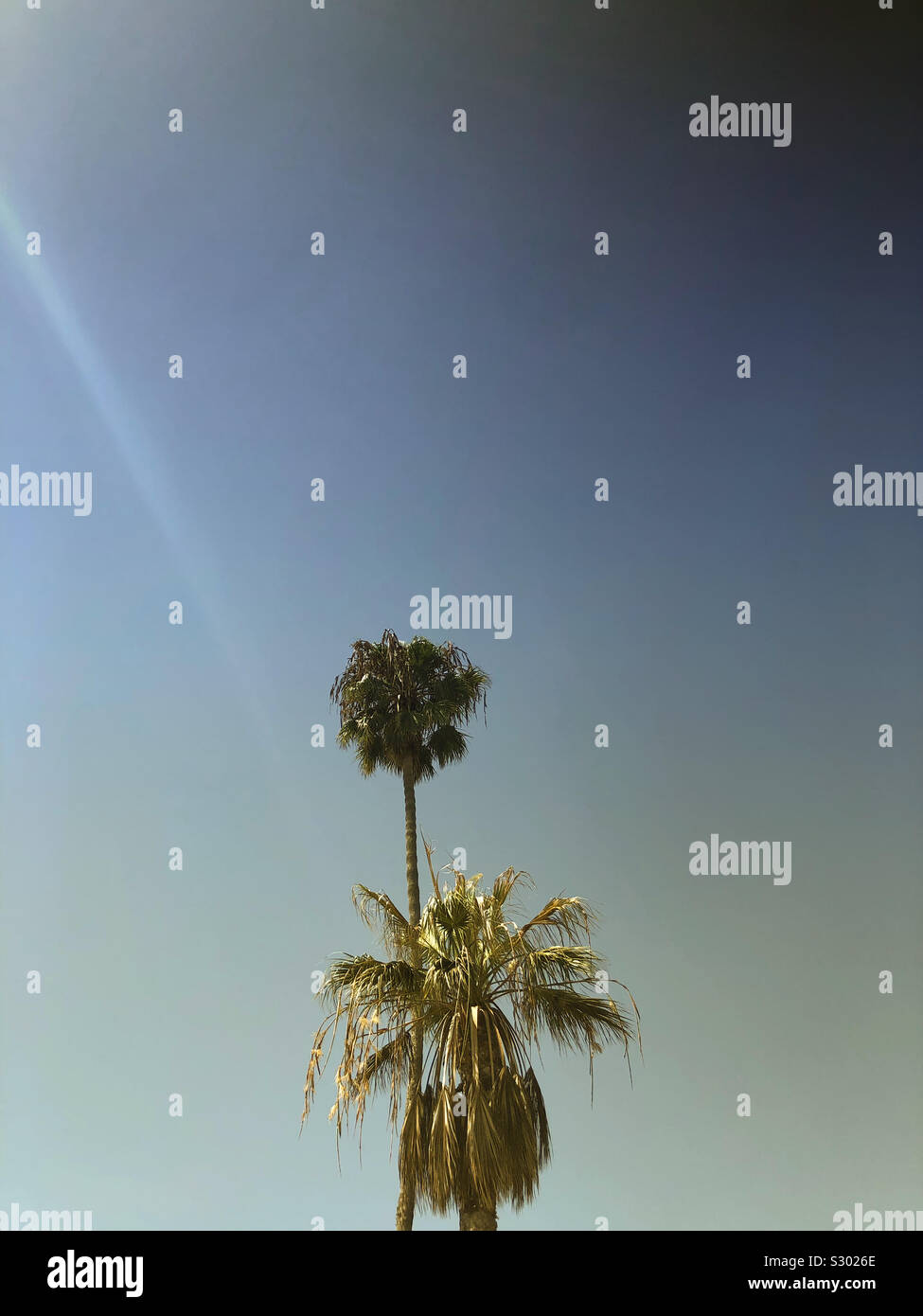 California palme Foto Stock