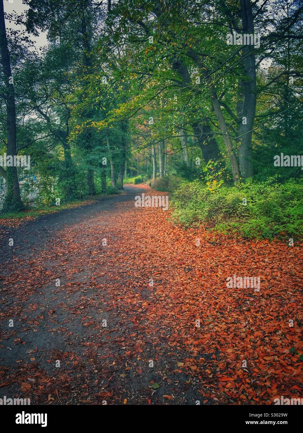 Il sentiero nel bosco - Immagine stock catturata con smartphone