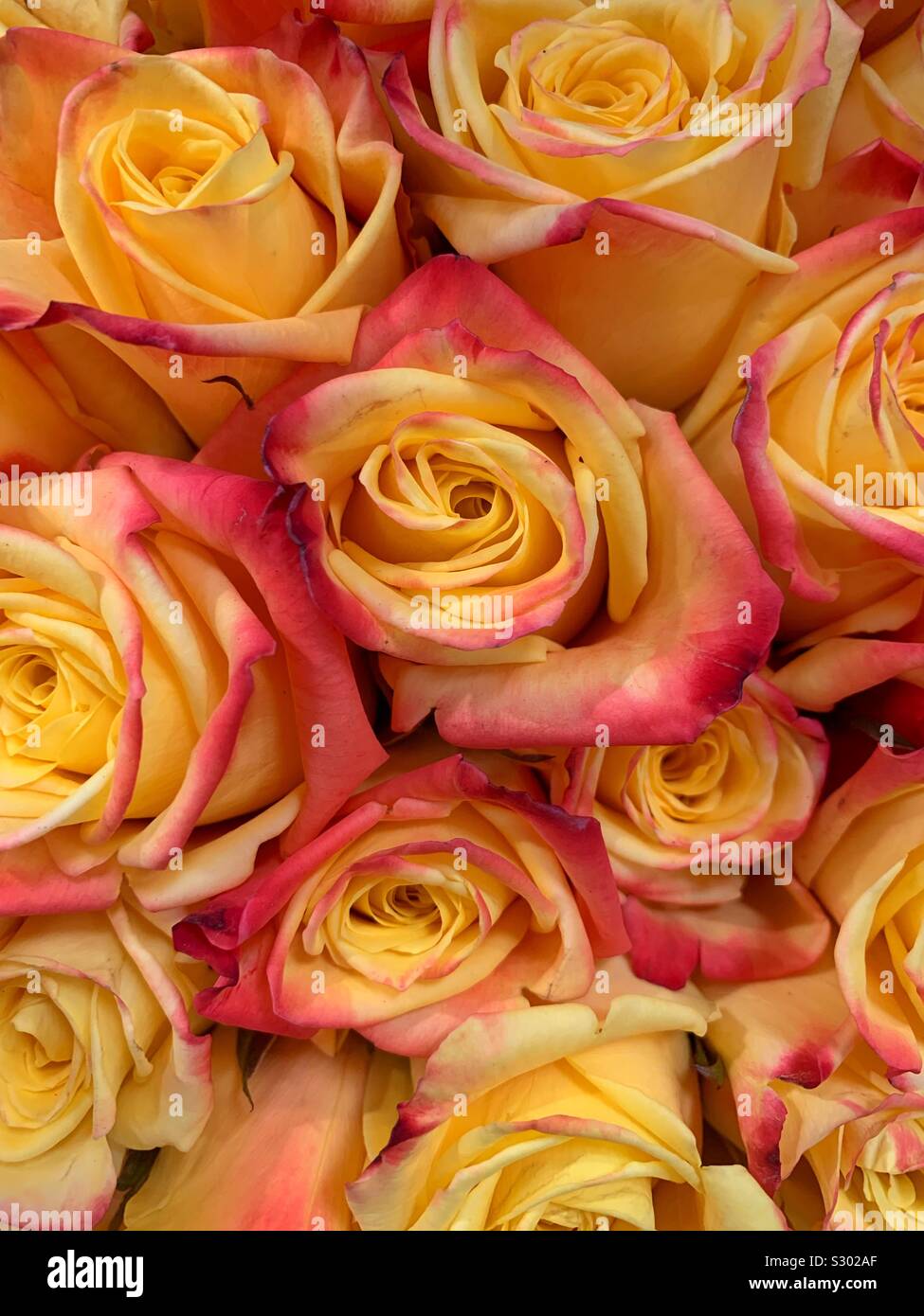Bel bouquet di fresche rose giallo con frangia rosa Foto Stock