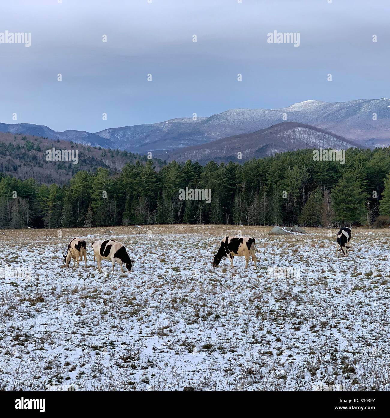Le mucche in una neve-spolverata campo, montagne sullo sfondo, Warren, Vermont, Stati Uniti Foto Stock