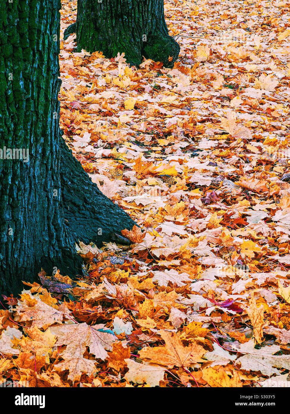 Tappeto di colori d'autunno di foglie e di due tronchi di alberi - Immagine stock catturata con smartphone