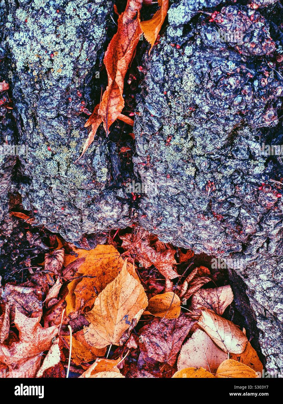 Foglie di autunno e il tronco di albero - Immagine stock catturata con smartphone