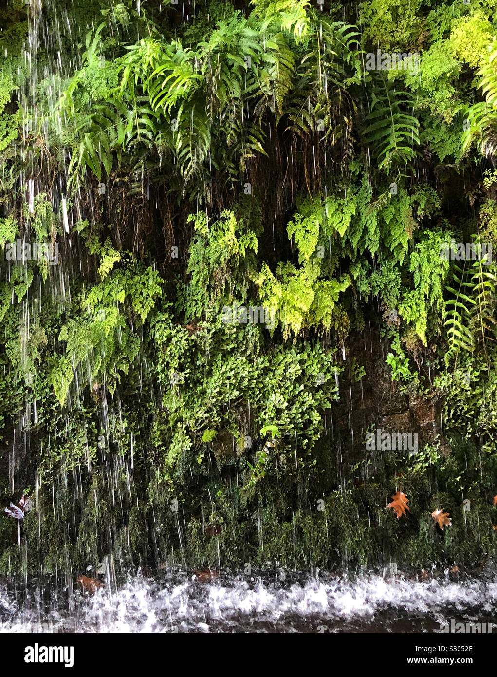 Farn und Grünpflanzen hinter einem Wasserfall im Jardim Tropical Monte Palace Garden auf Madeira Foto Stock