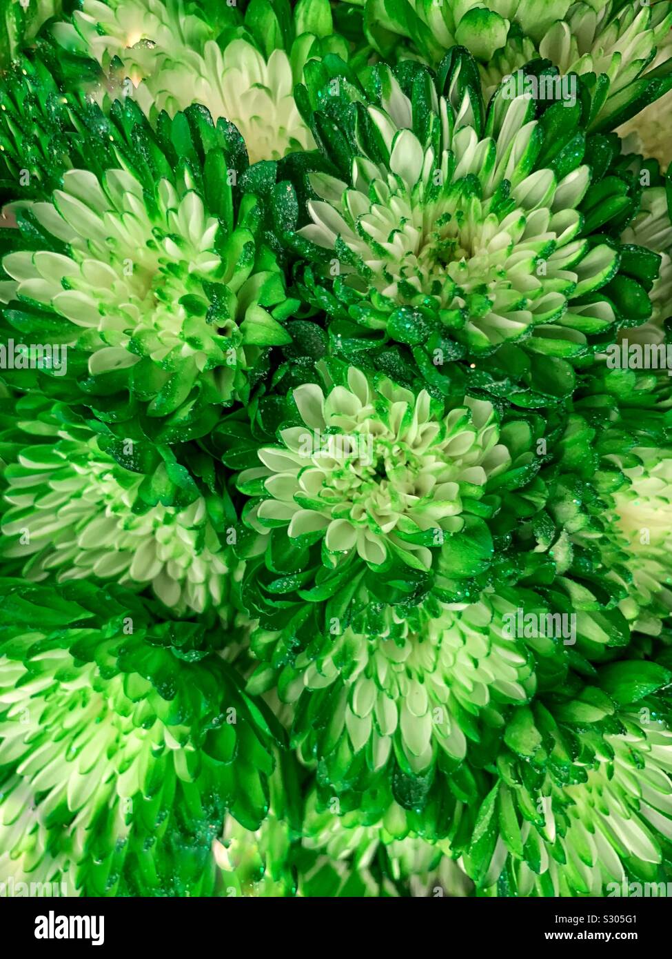 Bel bouquet di fresco verde garofani con scintillanti glitter. Foto Stock