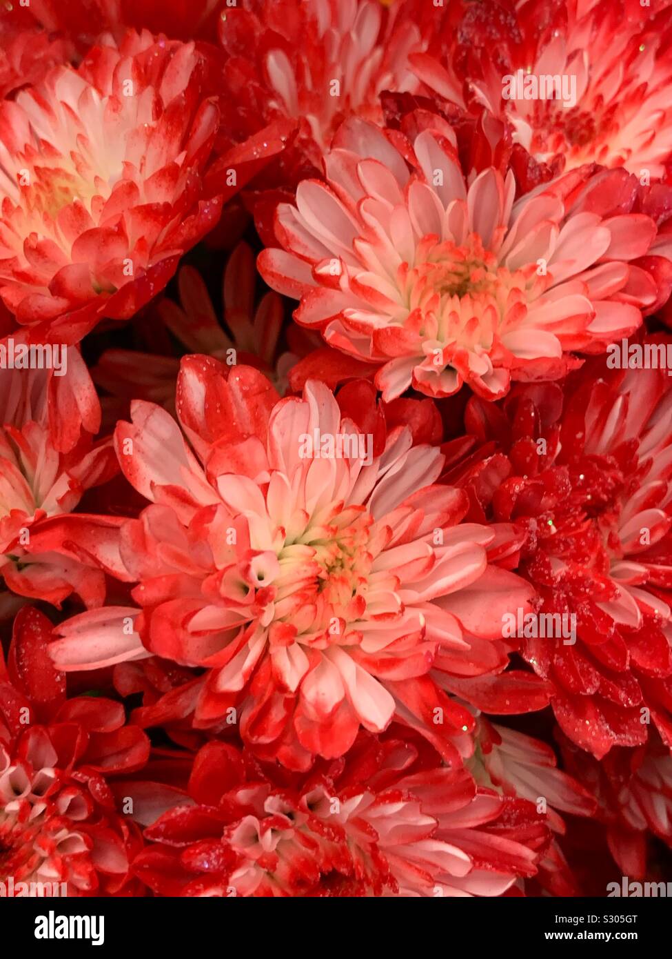Bella rossa garofani blossoms Foto Stock
