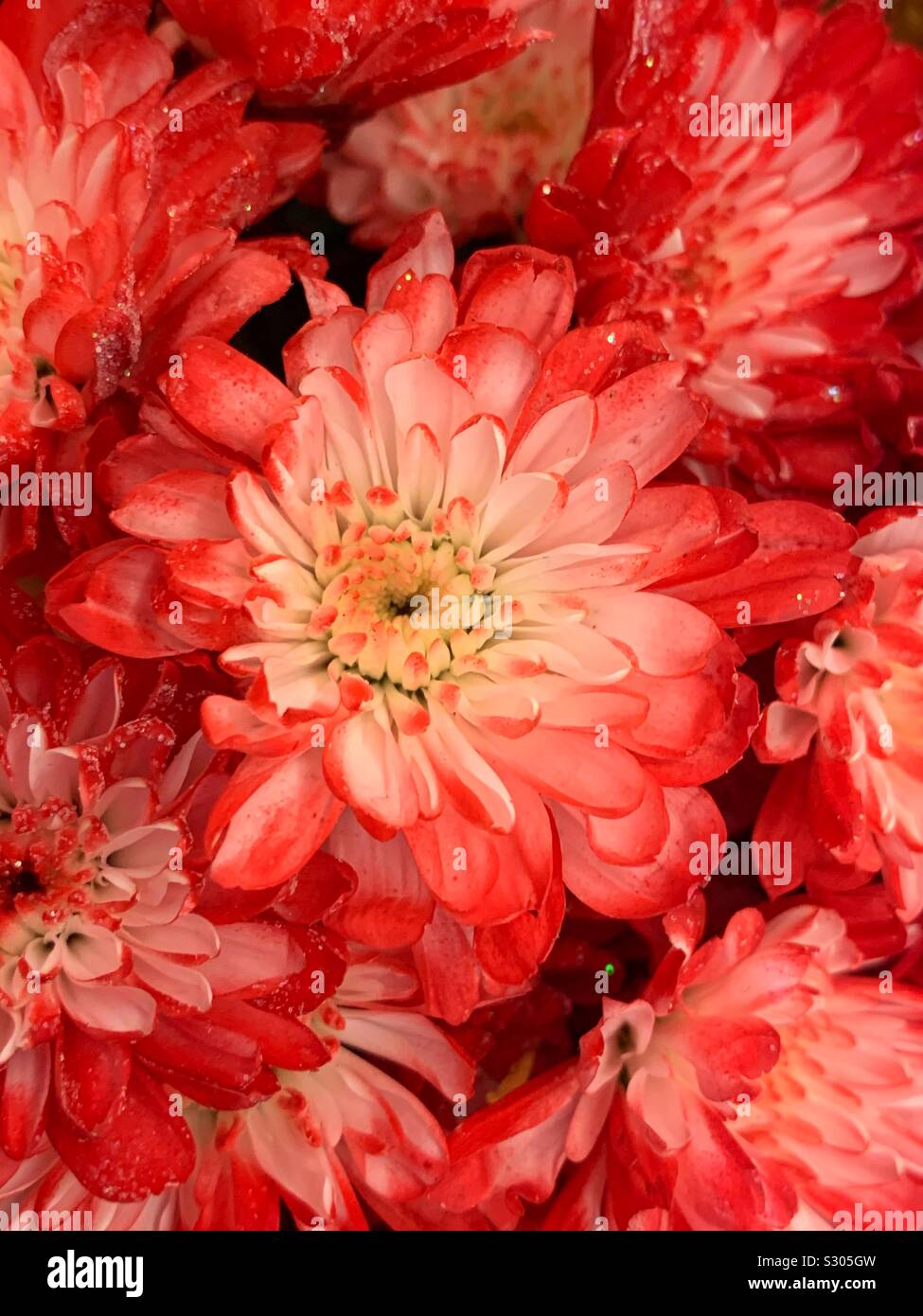 Bellissimo rosso fresco fiore di garofano in piena fioritura Foto Stock