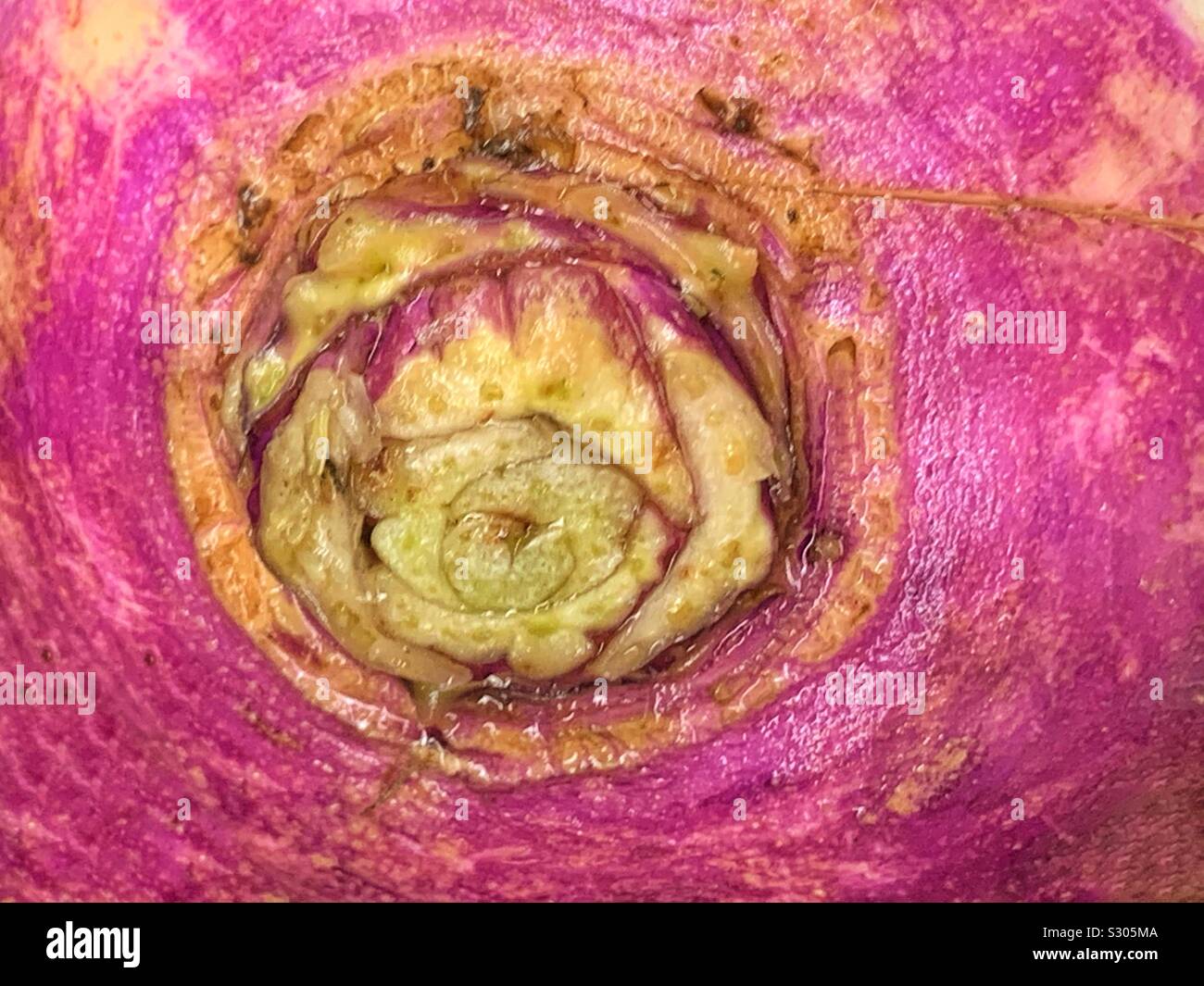 Macro Closeup di rape fresche Foto Stock