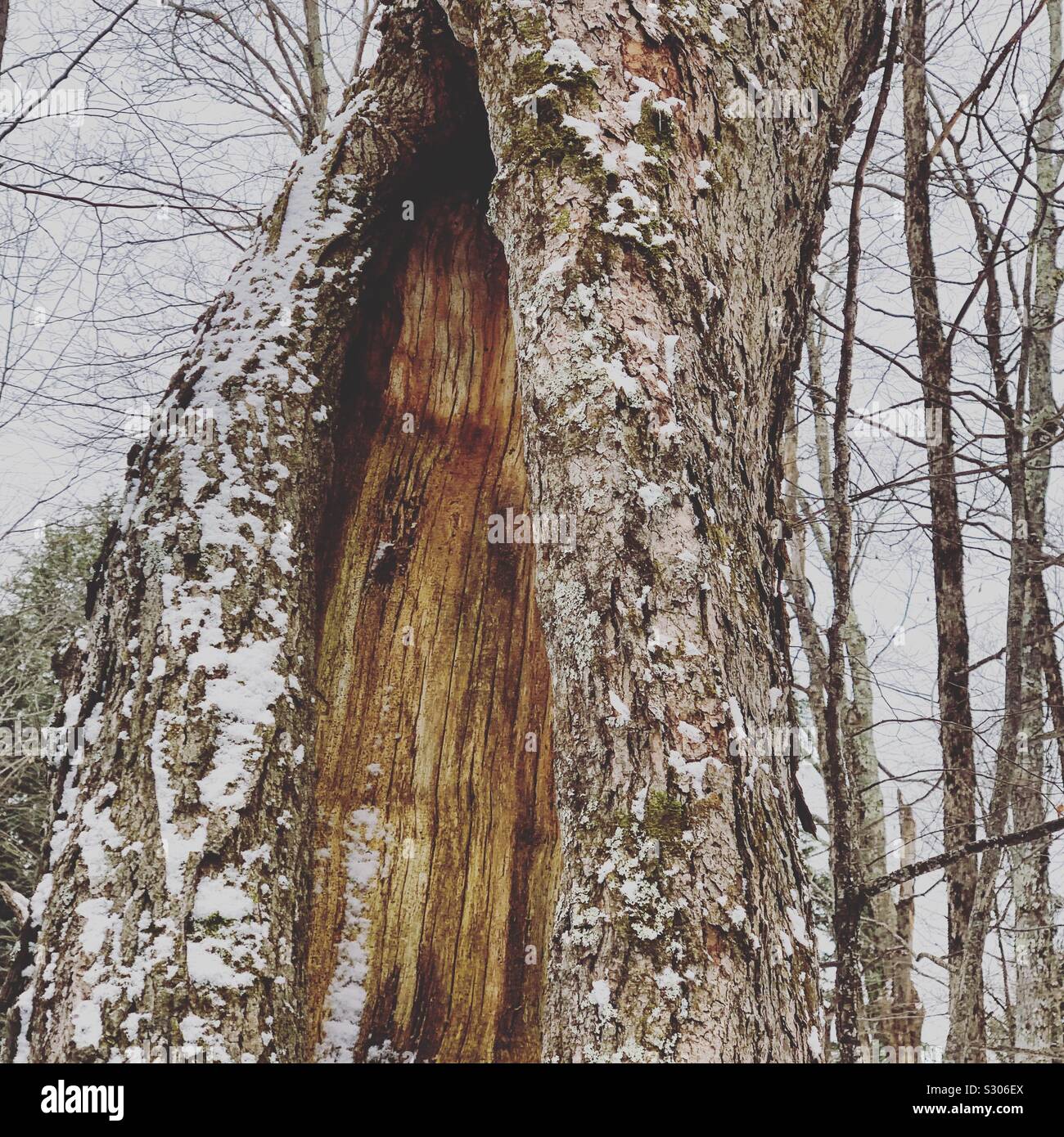 Il tronco di un 250-anno-vecchio acero segnalato dalla guida su una escursione alla cappella per i motivi della Trapp Family Lodge, Stowe, Vermont, Stati Uniti - Immagine stock catturata con smartphone