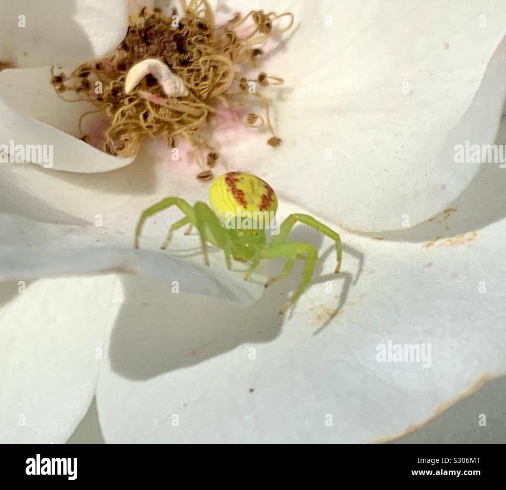Minuscola Spider in un petalo di rosa - Immagine stock catturata con smartphone