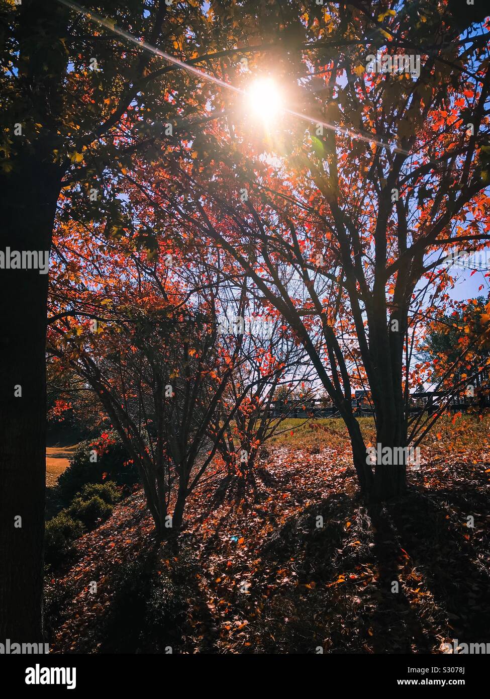 Sun colpendo gli alberi su un accogliente autunno giornata di sole Foto Stock